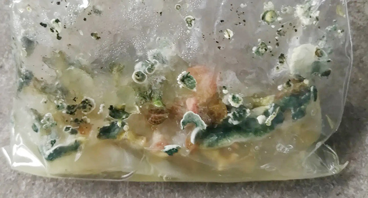 塑料长霉菌