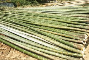 楠竹防霉防虫解决方案