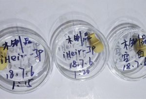 中纤维密度板防霉解决方案