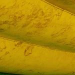 充气城堡发霉了怎么处理