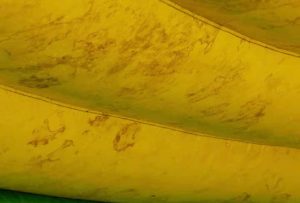 充气城堡发霉了怎么处理