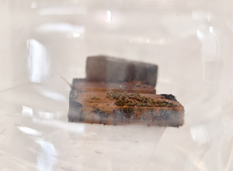 木制品防霉测试-未经处理（严重发霉）