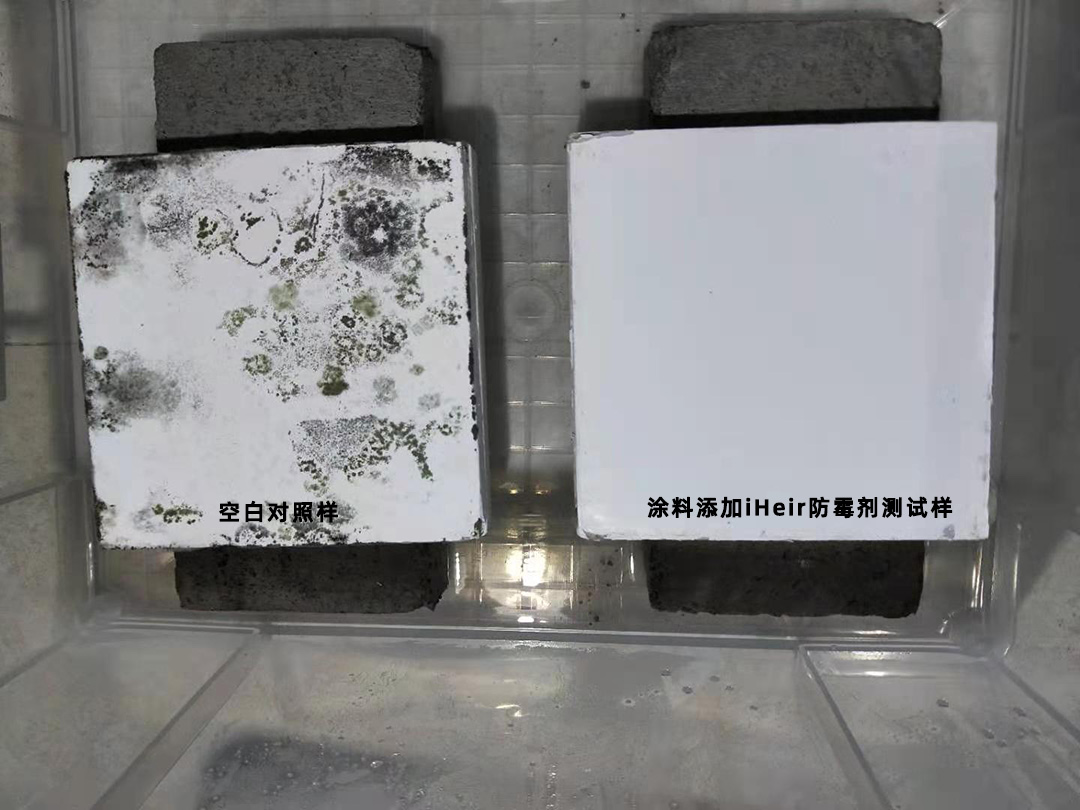 添加iHeir-TQ涂料防霉剂与空白样对比效果图